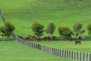 Faecal Egg Count - 6